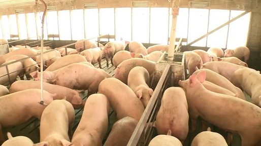 Suspiciune de pestă porcină africană la o fermă de lângă Timișoara. 39.000 de porci ar putea fi uciși