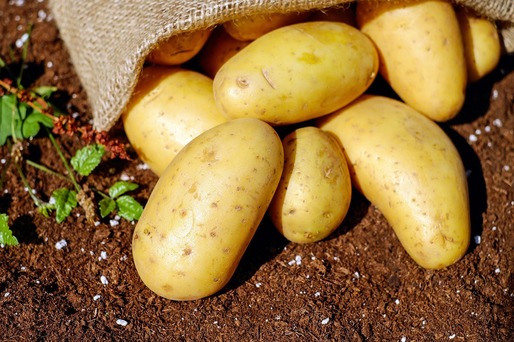 Producători de cartofi au început să-și valorifice producția în supermarketuri