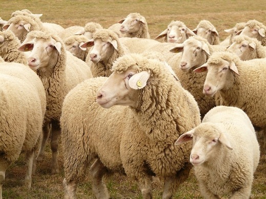România negociază cu China exportul de animale vii