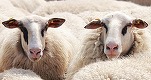ANUNȚ Cea mai mare fabrică de procesare a lânii din Europa va fi construită în România
