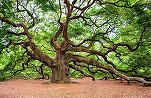 România are Lege de protecție a arborilor remarcabili