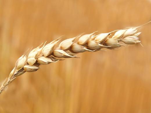 Ucraina a devenit a treia sursă de importuri de produse agroalimentare pentru UE