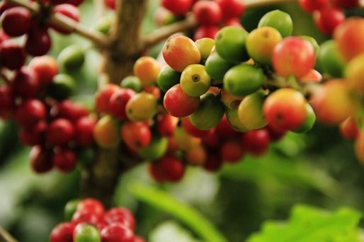 Schimbările climatice vor reduce terenurile disponibile pentru producția de cafea cu peste 50%