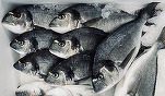 Dorada, aclimatizată pentru acvacultură în Marea Neagră. Câteva sute de exemplare de puiet din Mediterana, aduse la Constanța pentru a testa dacă se adaptează