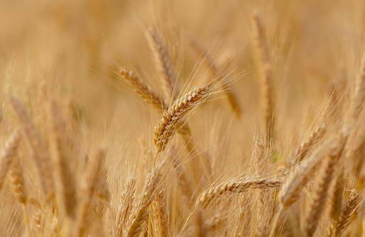 Fermierii austrieci au cerut Comisiei Europene să transporte cereale ucrainene în țările africane, nu în Europa
