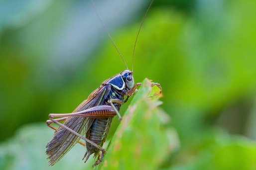 Invazie de lăcuste în Republica Moldova. Un milion de lăcuste pot consuma într-o zi o tonă de hrană, frunze sau părți verzi din plante