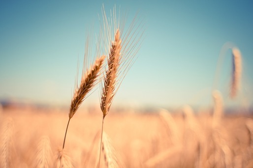 Egiptul a cumpărat 120.000 de tone de grâu din România, la o licitație internațională
