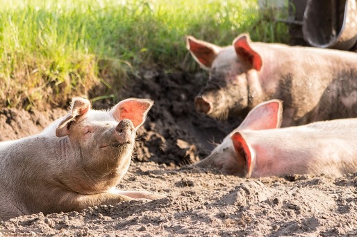 Efectivele de porcine existente în România au scăzut 