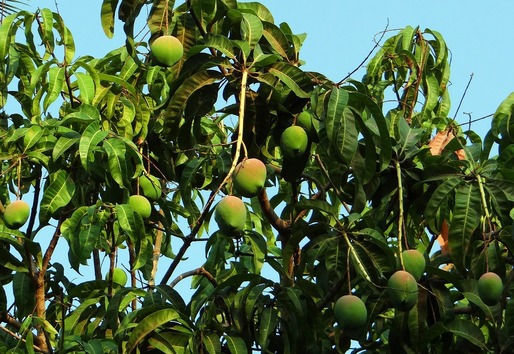 Încălzirea globală permite Italiei să își majoreze producția de mango