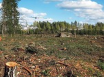Distrugerea pădurilor a accelerat