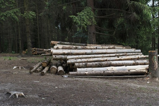 Prolemn: Industria lemnului din România traversează o criză profundă; inițiem acțiuni de protest în perioada următoare