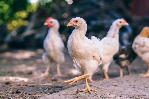 Producția de carne de pasăre a României s-a majorat 