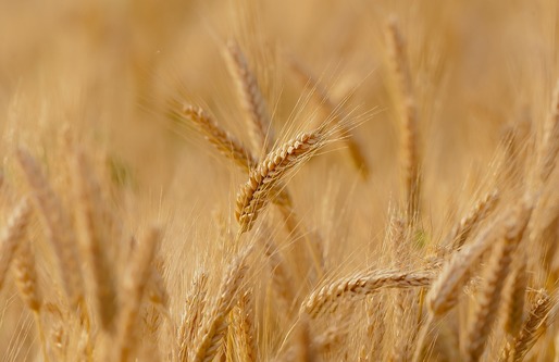 Avertisment: Ucraina va invada România cu cereale