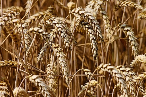 Exporturile de cereale ale României au scăzut în 2023