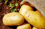 Mai este considerat cartoful o legumă sau doar amidon? Autoritățile americane se contrazic