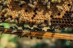 Sectorul apicol românesc – perturbat de importurile de miere din Ucraina, spune un reprezentant al crescătorilor de albine. \