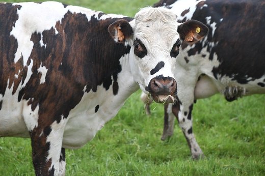 Urme ale virusului H5N1 detectate în laptele pasteurizat în Statele Unite ale Americii