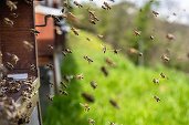 Apicultorii se tem că vremea va afecta din nou producția de miere: Sunt diferențe prea mari de temperatură