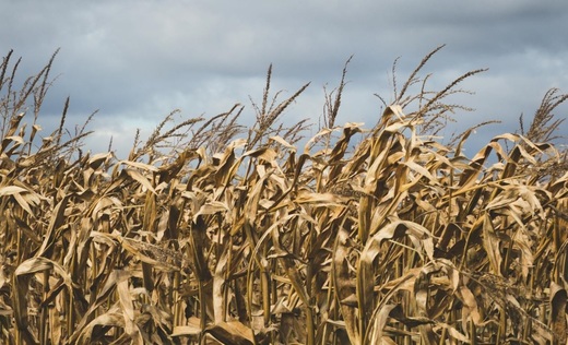 Secetă puternică în cultura de porumb neirigat, în aproape toate regiunile agricole din țară