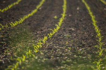 Revine criza din 2022 în agricultură - Recoltele de cereale din 2027 ar putea fi afectate de prețurile ridicate la îngrășăminte