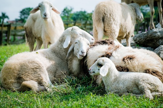 Focar de variolă la o fermă cu sute de oi din Iași. Animalele bolnave vor fi ucise