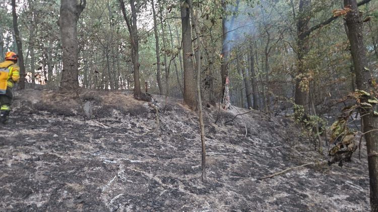 FOTO Zeci de hectare de pădure și vegetație uscată mistuite de flăcări
