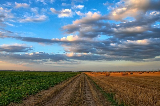 SURPRIZĂ Clujul, ocolit de secetă. „Zero hectare, zero fermieri cu pagube!”