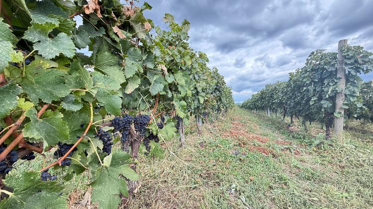 Industria vinului devine tot mai verde: ce arată cifrele, în lume și în România