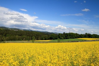 Rapița din România poate ajunge pe mâna polonezilor