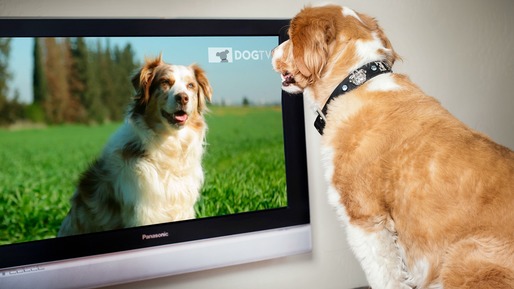 Câinii din România ar putea avea o televiziune dedicată, începând din 2017