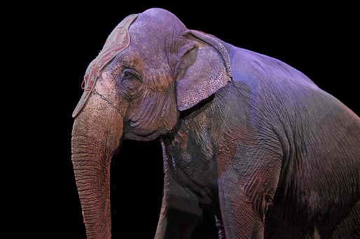 Folosirea animalelor sălbatice în spectacole de circ ar putea fi interzisă în toată țara. Interdicția nu se va aplica delfinariilor