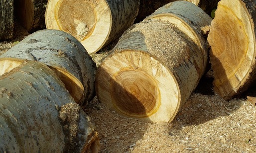 Volumul de lemn exploatat în România în 2014 a crescut cu 1,2%, la 16,972 milioane de metri cubi