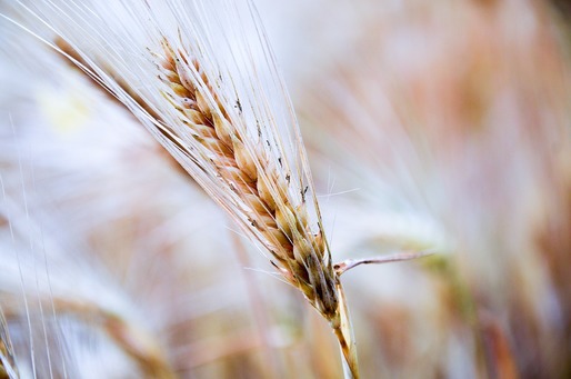 Egiptul aprobă livrarea de grâu din România, blocată de 1 lună pe motiv că ar conține semințe de mac