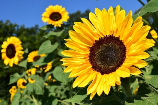 România a importat zeci de mii de tone semințe de floarea soarelui, grâu, porumb, rapiță