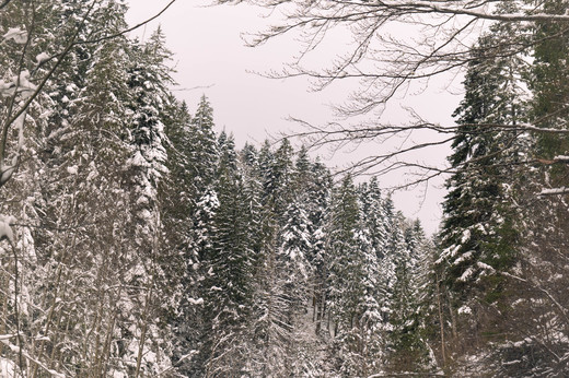 Ministrul Mediului cere audit la autoritățile care nu au atras peste 50% din fondurile din PNRR: Niciun baraj finalizat din 13 care trebuiau realizate. La împăduriri, avem doar 9.000 de ha din 26.000 ha