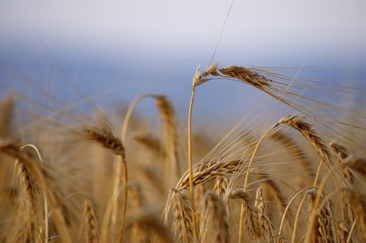 Fermierii vor fi despăgubiți pentru pierderile cauzate de secetă doar după finalizarea evaluărilor