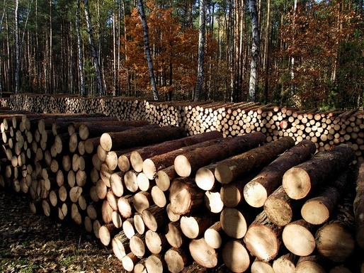 Guvernul schimbă prețurile licitațiilor la lemne, pentru a-i liniști pe pădurari