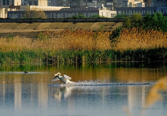 Lacul Văcărești a fost declarat de Guvern ca parc natural. Guvernul Ponta nu apucase să semneze actul