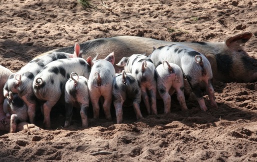 PFA, întreprinderile individuale și familiale implicate în afaceri agricole vor primi bani pentru depozitarea privată a cărnii de porc