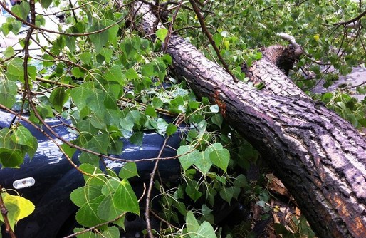 EXCLUSIV "Peripețiile" RADET în insolvență: un copac al Regiei a distrus o mașină, proprietarul cere daune de peste 15.000 euro