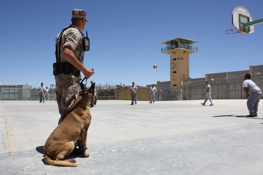 Câinii și caii din serviciul armatei sau poliției vor sta "la pensie". Guvernul a dat undă verde proiectului de lege