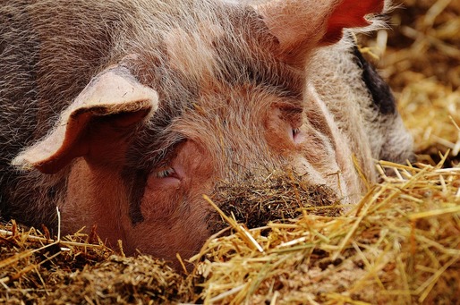 Pesta porcină se extinde în România