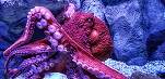 Caracatițele și homarii au sentimente și trebuie să fie protejate prin lege, susțin parlamentari britanici