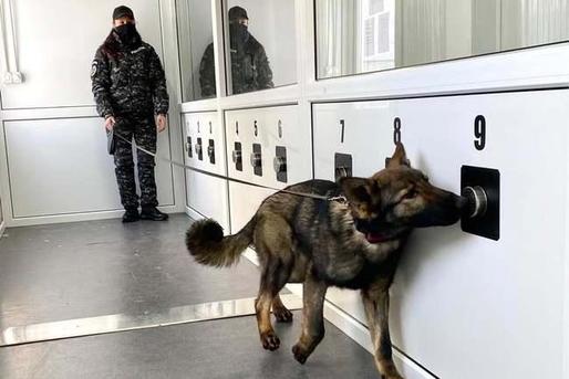 VIDEO PREMIERĂ Câini polițiști, special antrenați la școala MAI, folosiți în România la aeroport pentru depistarea persoanelor cu COVID