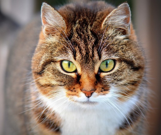 Experții avertizează în legătură cu coronavirusul felin după ce mii de pisici au murit în Cipru. În Polonia, zeci de pisici au murit de gripă aviară