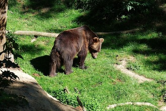 FOTO Primul oraș din România care își montează gard electric contra urșilor