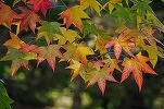 Alertă meteo - Temperaturi peste cele obișnuite