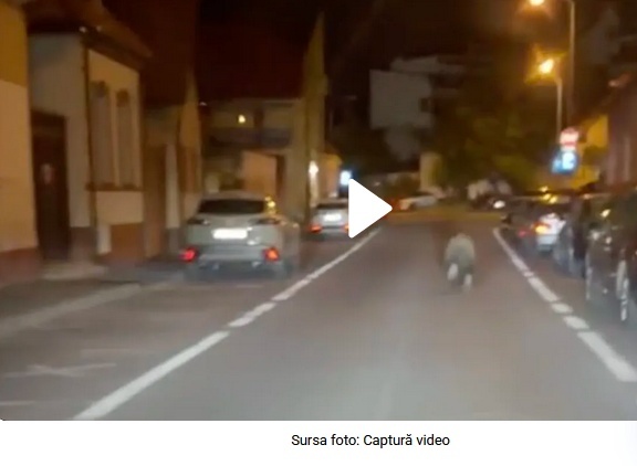 VIDEO Urs filmat alergând pe o stradă din Brașov
