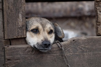 INTERDICȚIE avizată: Câinii nu vor fi ținuți mai mult de 2 ore pe zi în lanț. Proprietarii pot rămâne fără animal în caz contrar