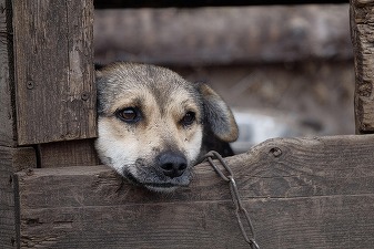 INTERDICȚIE avizată: Câinii nu vor fi ținuți mai mult de 2 ore pe zi în lanț. Proprietarii pot rămâne fără animal în caz contrar